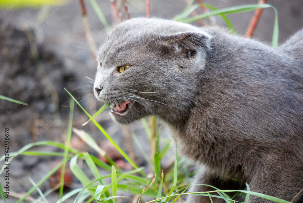 A cat is eating grass and has its mouth open A cat is eating grass and has its mouth open