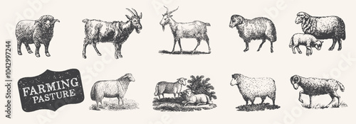 Farm animal. Lamb, sheep, goat drawing set.  Livestock, cattle illustration. Animal grazing. .Vintage woodcut engraving style. Vector illustration. Engraved domestic animal.