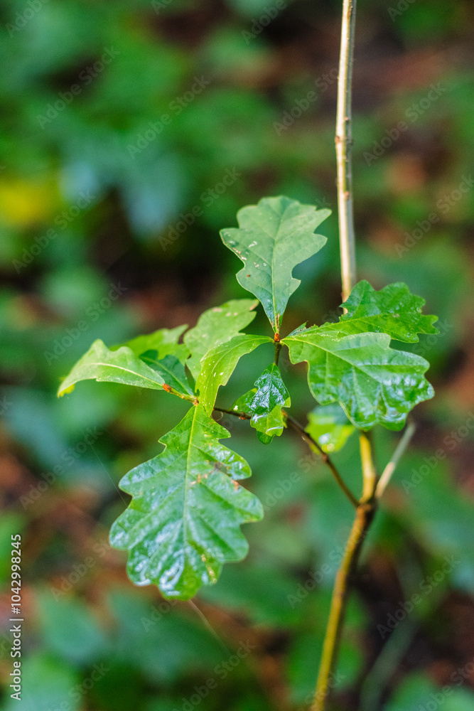 Obraz premium Young oak sapling