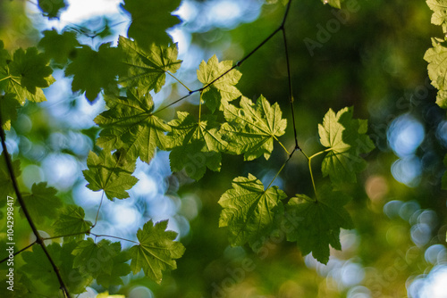 Wet Vine maple (Acer circinatum)
 photo