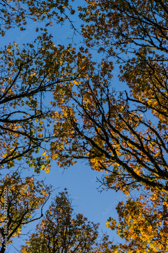 Autumn Maple trees in the sun Autumn Maple trees in the sun
