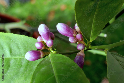 White fresh lemon flowers  with green leaves against dark background