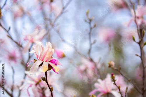 Blooming magnolia in spring. Beautiful buds of pink flowers close-up with blurred space for text. photo