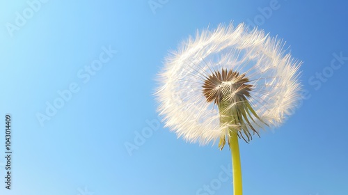 dandelion against blue sky