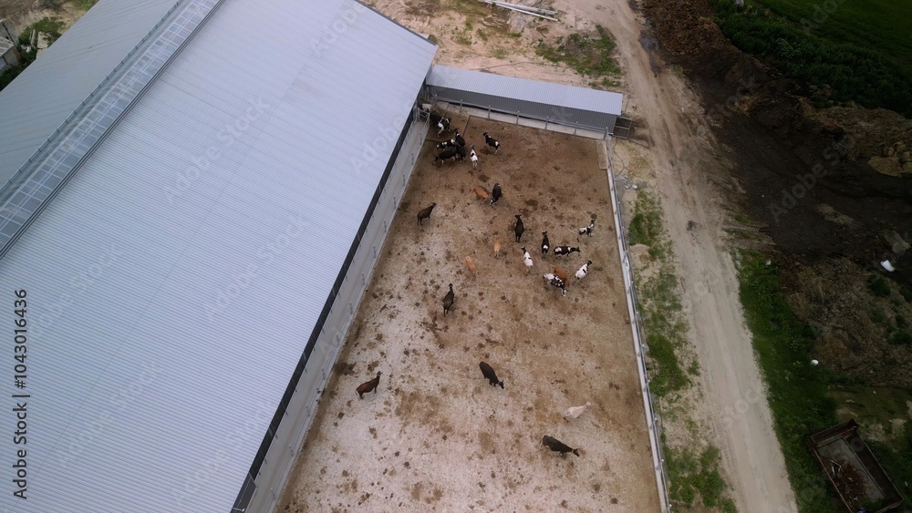 Dairy Cows in Shed on Advanced Farm Dairy Cows in Shed on Advanced Farm