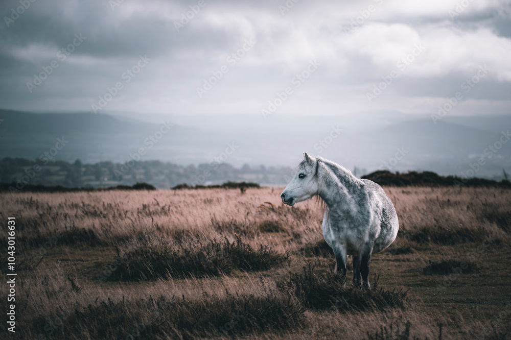 Obraz premium horse in the field