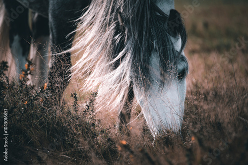 horse eating grass