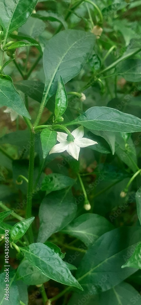 White Chili Flower on Green Leaves Background White Chili Flower on Green Leaves Background
