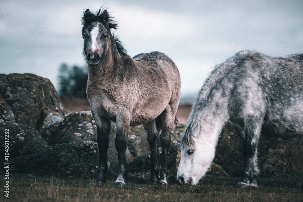 Fototapeta premium horse on a meadow