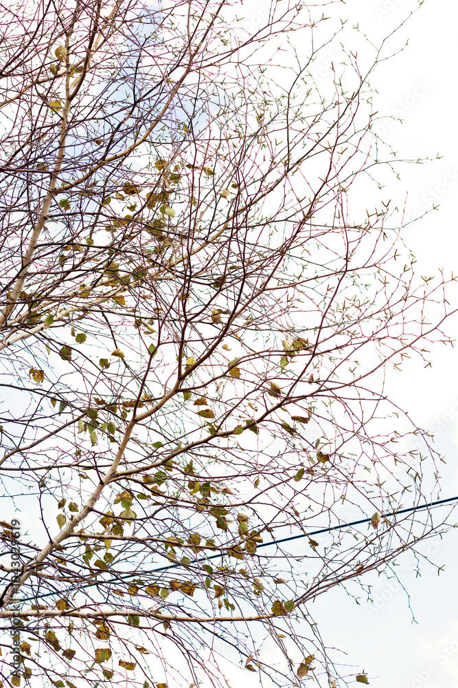 Tree branches against the sky in autumn. Tree branches against the sky in autumn.