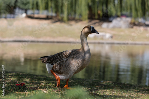 goose on the lake