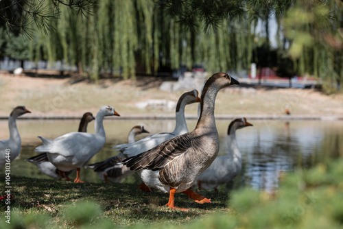 country goose and geese photo