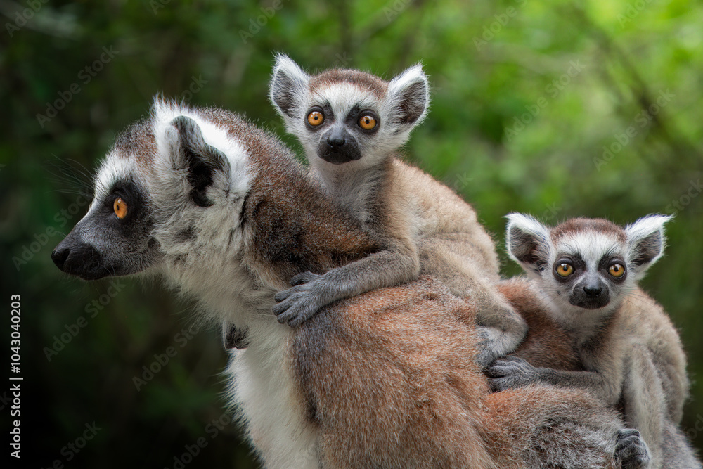 Fototapeta premium Two baby lemurs looking into the lens