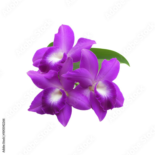 Purple Orchid Flowers with Green Leaf on White Background