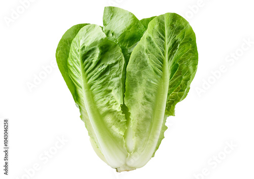 Romaine lettuce vegetable isolated on transparent or white background