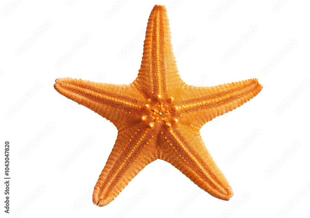 Starfish isolated on transparent or white background Starfish isolated on transparent or white background