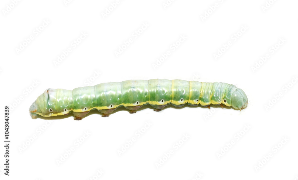 Obraz premium The swallow prominent Pheosia tremula larvae on white background