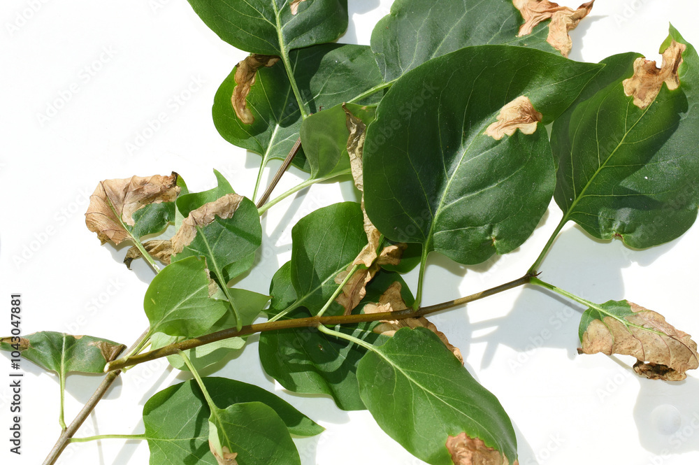 Fototapeta premium Lilac leaf damaged by the larvae of Gracillaria syringella moth