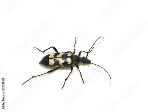 Three banded Longhorn Beetle Judolia sexmaculata on white