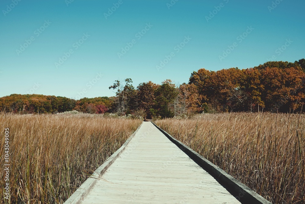Fototapeta premium Scenic boardwalk through marshland in autumn.