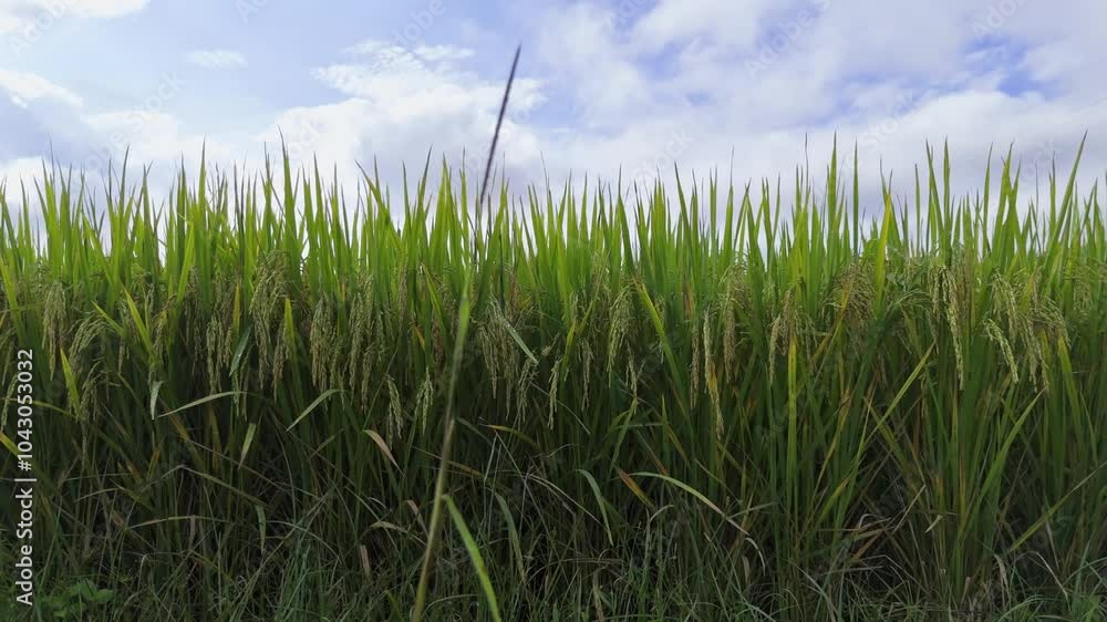 Paddy rice field rural scenery green farmland. autumn harvest season. Paddy rice field rural scenery green farmland. autumn harvest season.