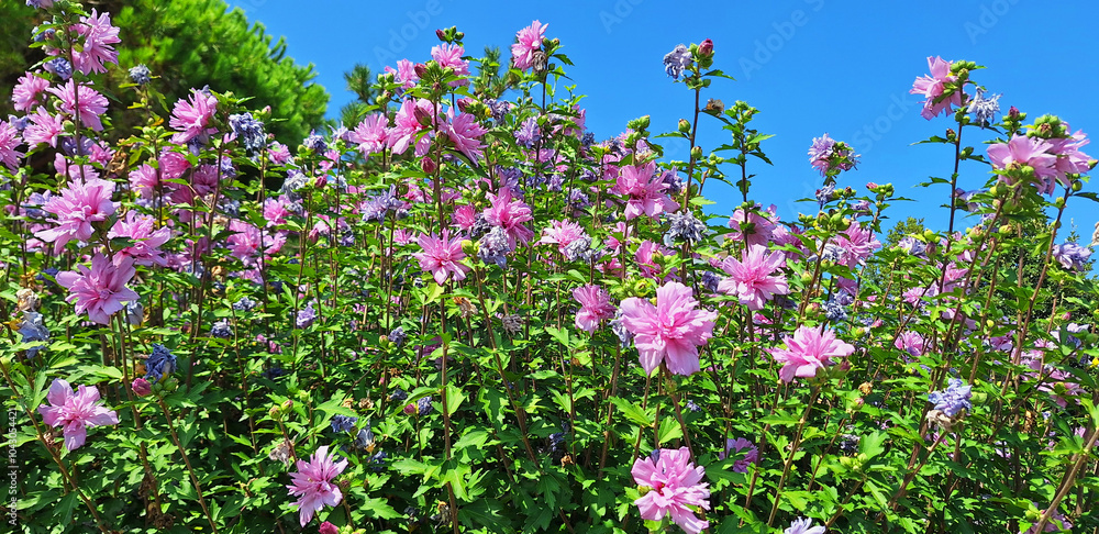Fototapeta premium Panorama of hebiscus bushes with pink flowers bloom in a park against a blue sky.