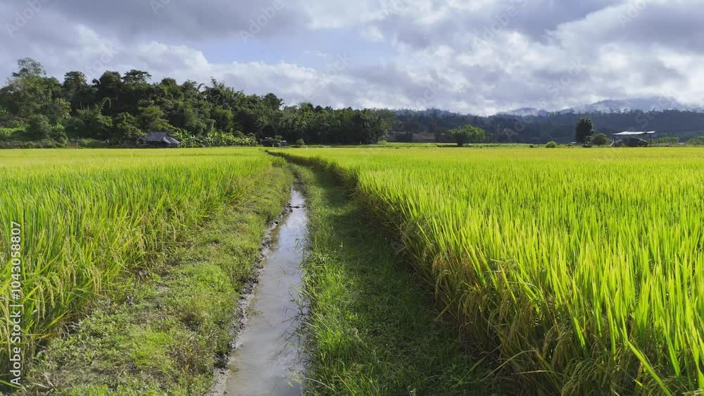 Paddy rice field rural scenery green farmland. autumn harvest season. Paddy rice field rural scenery green farmland. autumn harvest season.