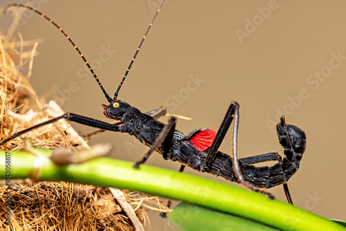 Εκτύπωση καμβά A black walking stick insect