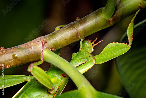 A green walking leaf insect