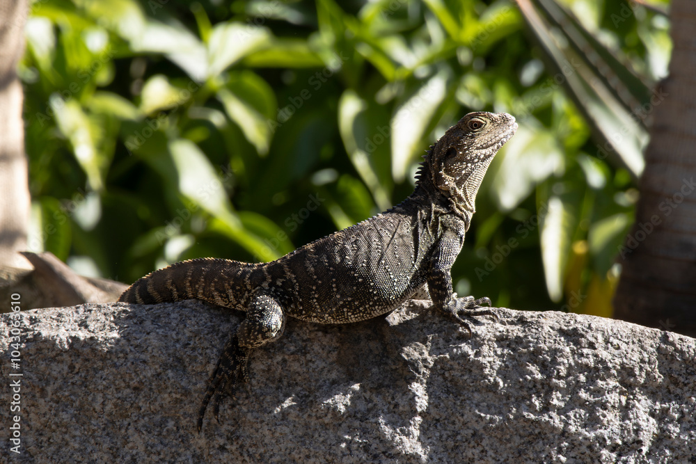 Obraz premium lizard on the rock