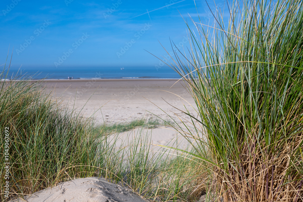 View through dune grass to the sea View through dune grass to the sea
