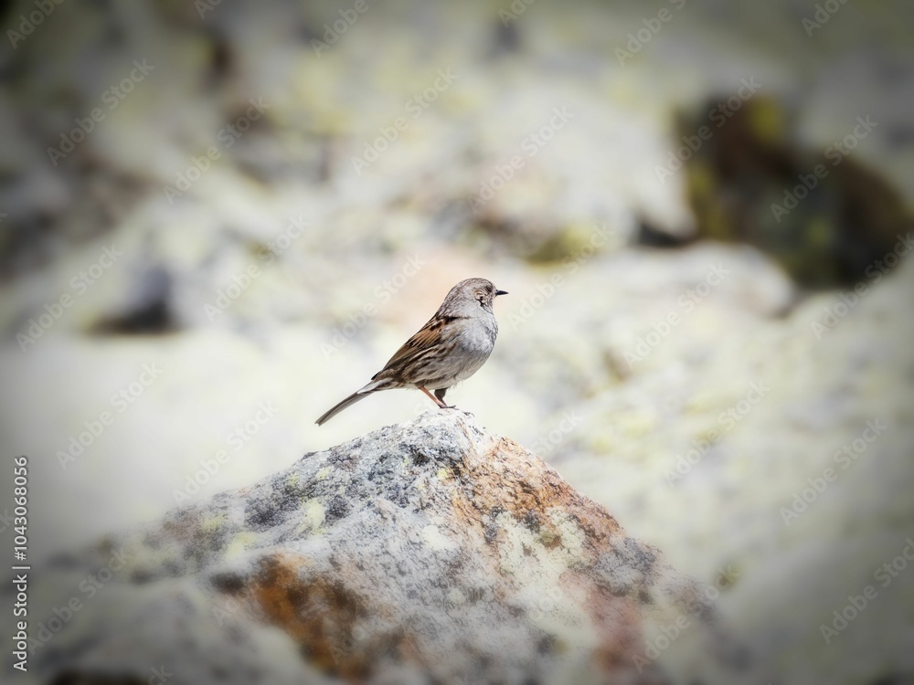 Sparrow perched on a rock with a blurred natural background Sparrow perched on a rock with a blurred natural background
