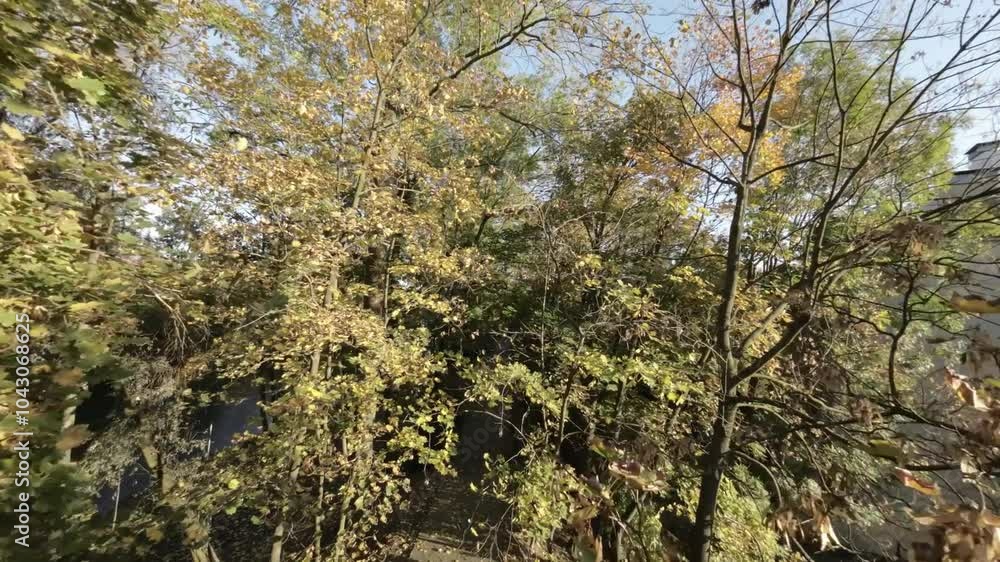 A first-person view FPV flight through a narrow park alley with colorful autumn trees. The video is taken from the perspective of a drone flying through the alley, and the viewer can see the trees and A first-person view FPV flight through a narrow park alley with colorful autumn trees. The video is taken from the perspective of a drone flying through the alley, and the viewer can see the trees and