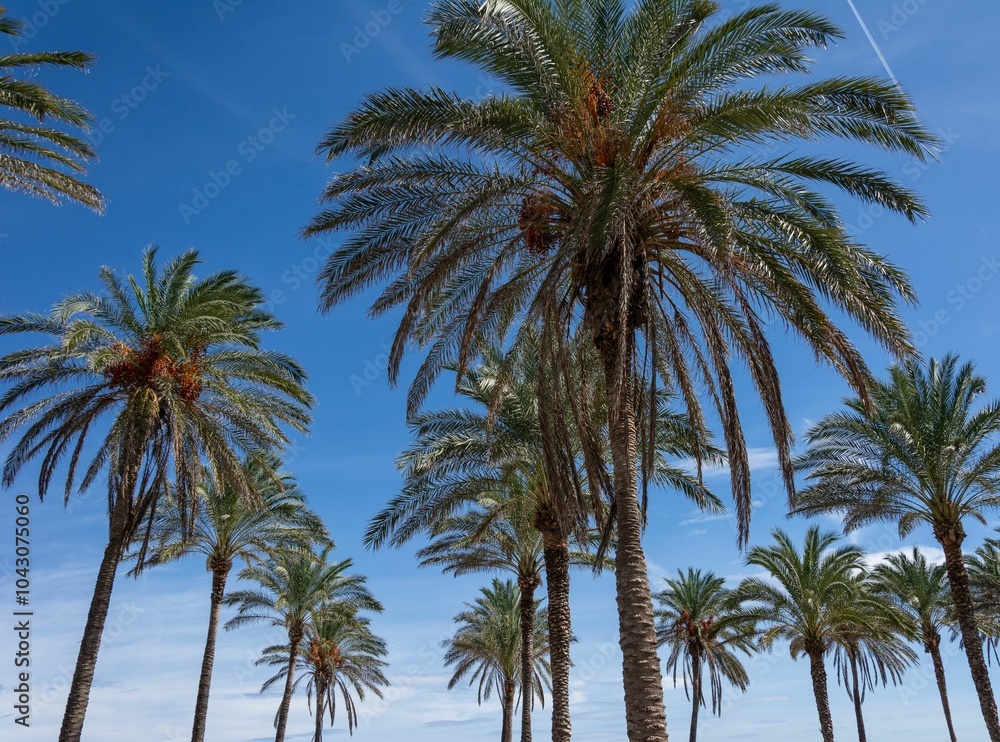 Palm trees under a clear blue sky Palm trees under a clear blue sky