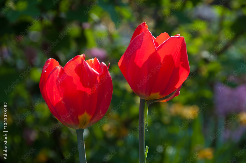 Obraz premium Rote Tulpen