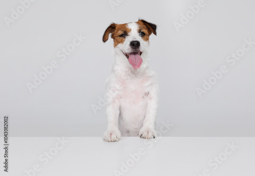 Portrait happy puppy of Jack Russell Terrier on gray background. Free space for text. Wide angle horizontal wallpaper or web banner. 