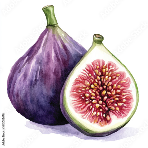 Devils fig fruit watercolor clipart illustratration