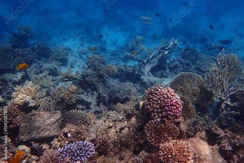 marine life in the Red Sea Egypt, hurghada