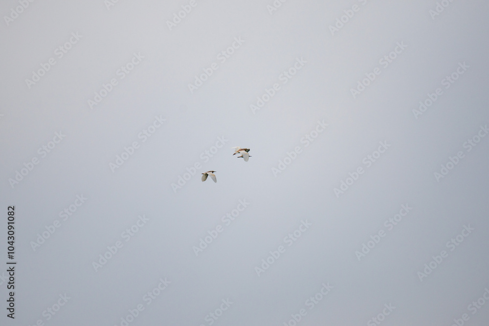 Two birds flying in the sky Two birds flying in the sky