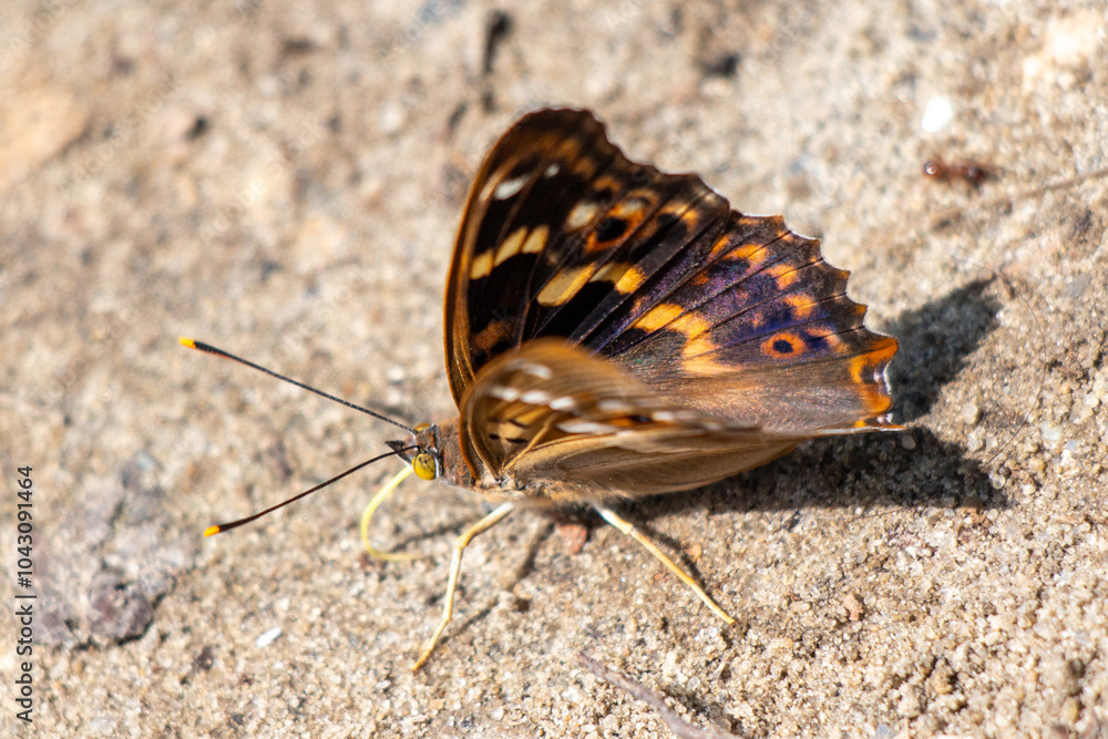A beautiful butterfly with vibrant blue and orange patterns resting on sandy ground in the warm sunlight of a spring afternoon A beautiful butterfly with vibrant blue and orange patterns resting on sandy ground in the warm sunlight of a spring afternoon