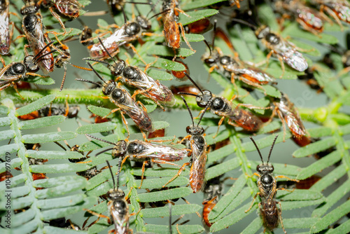 Gathering of male halicitid bees (Lasioglossum (Homalictus) punctatus),  Hughes, ACT, November 2023 photo