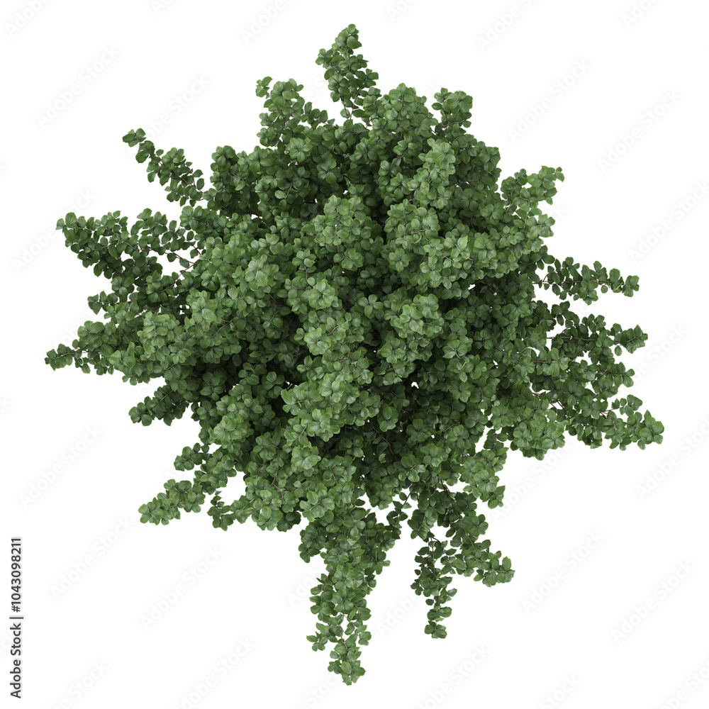 3d illustration of Euonymus bush isolated on transparent canvas 3d illustration of Euonymus bush isolated on transparent canvas