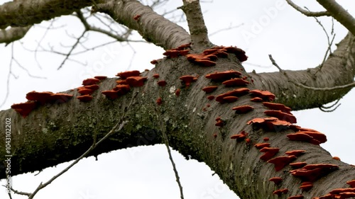 群生するヒイロタケ