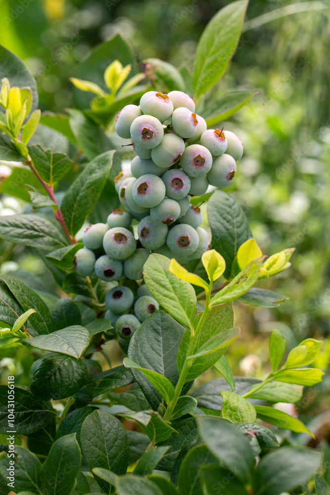 Φωτογραφία Blueberry farm with bunch of ripe fruits on tree during harvest season in Izmir, Turkey