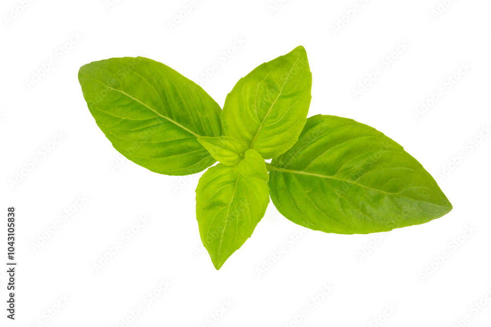 Fresh basil leaves isolated on white background Fresh basil leaves isolated on white background