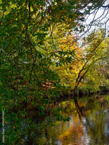 Curved reflections of leaning tree trunks in the water of the River North Esk with Autumn colours beginning to show through the Countryside. photo