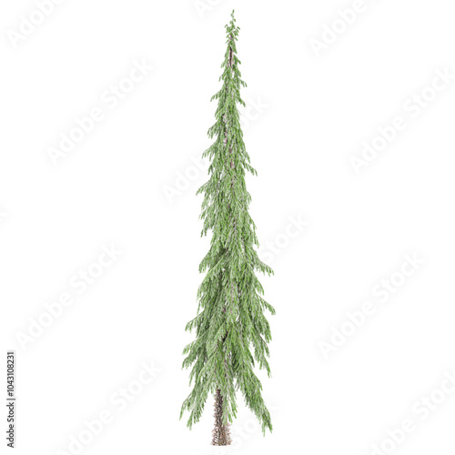 Green beautiful Spruce Tree isolated on Canvas