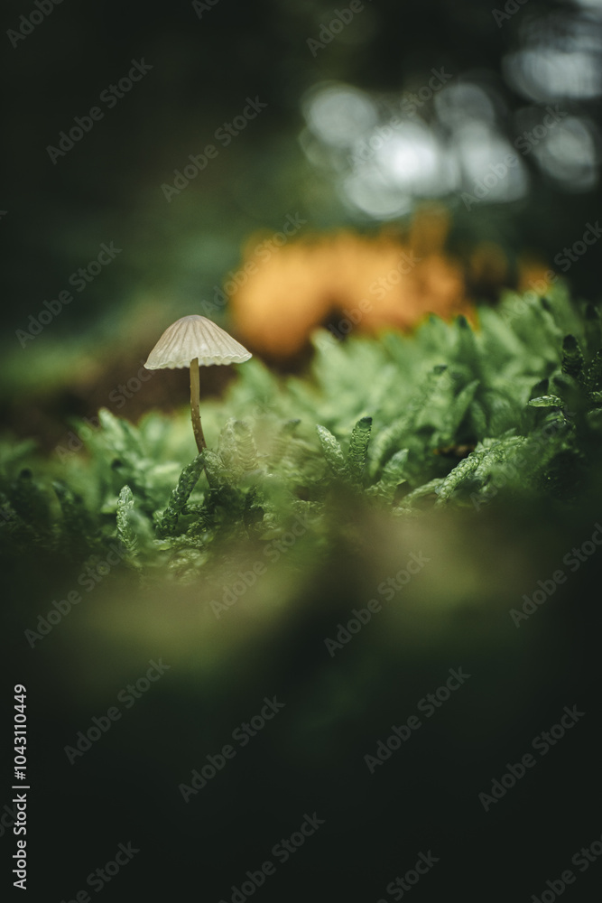 Mushroom in the forest Mushroom in the forest