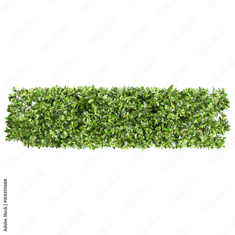 3d illustration of Grecian bay trees isolated on transparent canvas from top view 3d illustration of Grecian bay trees isolated on transparent canvas from top view