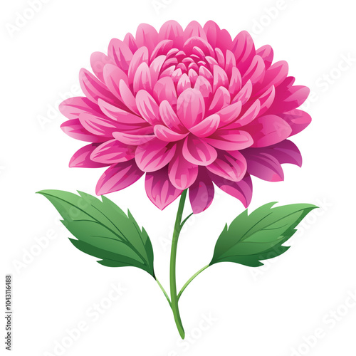 Realistic Pink Chrysanthemum Flower Illustration, Isolated on White Background.